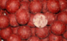 Boilies - Krmné boilies - Scopex